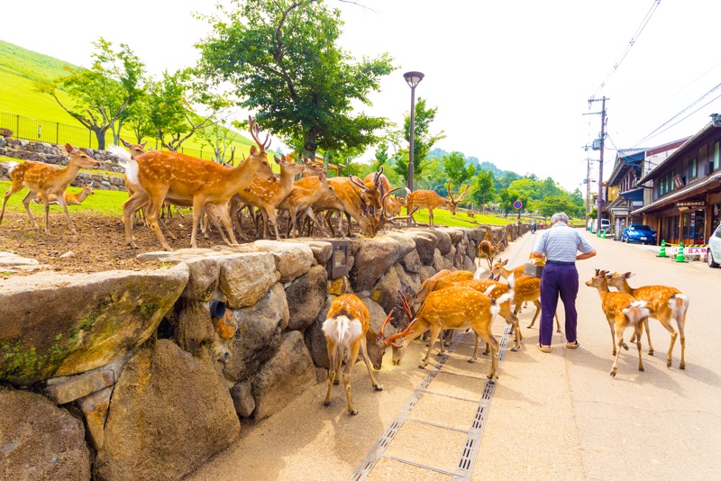 nara-jelinci-krmeni