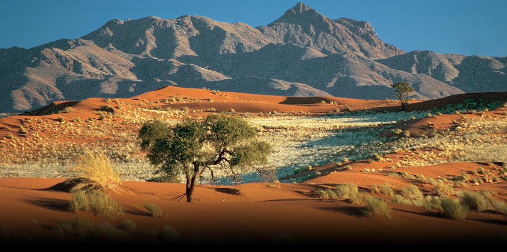 namibia_safari